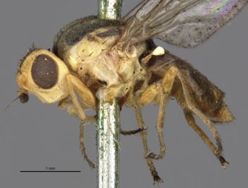 Media type: image;   Entomology 13367 Aspect: habitus lateral view